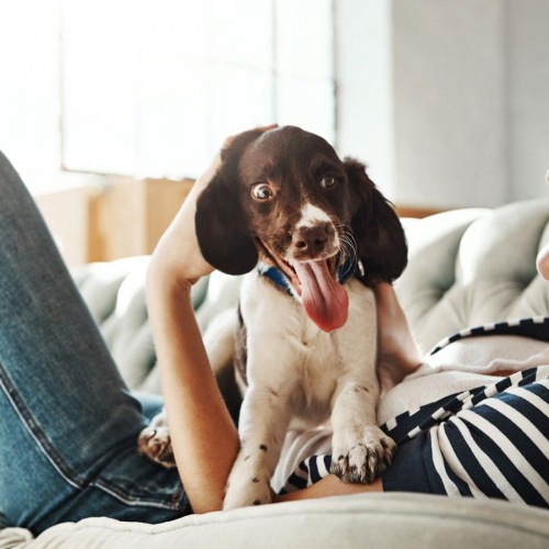 woman lies on a couch and pets her dog